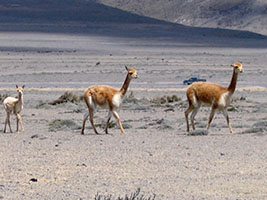 chimborazo1