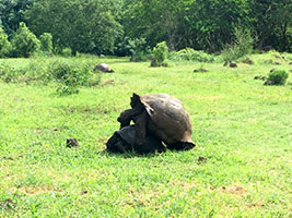 galapagos3